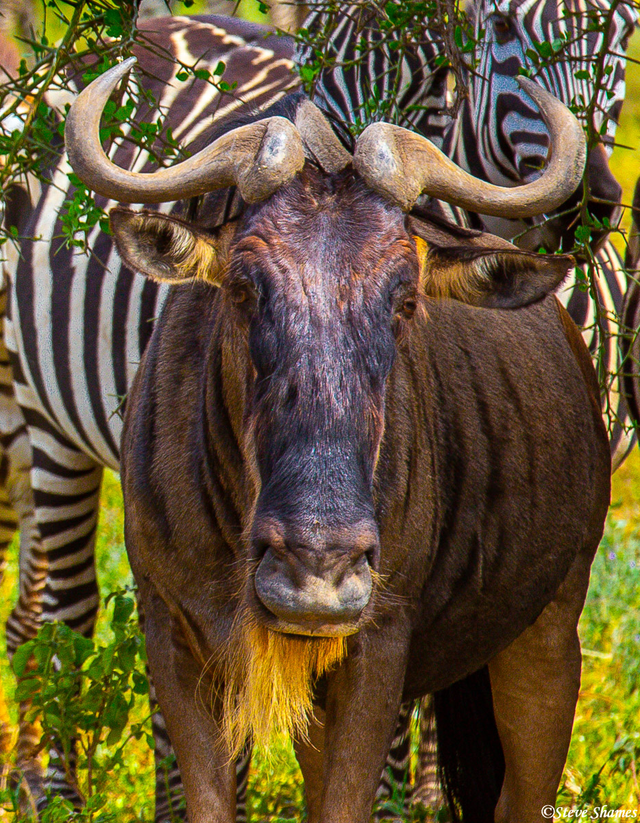 And here is that handsome wildebeest face again.