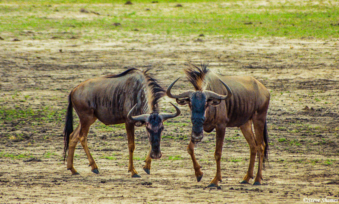 These two wildebeest appear to doing a little dance for us.