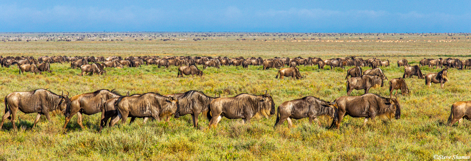 Its hard to capture the magnitude of the number of animals in the open Serengeti when the migration is in town, most of them...