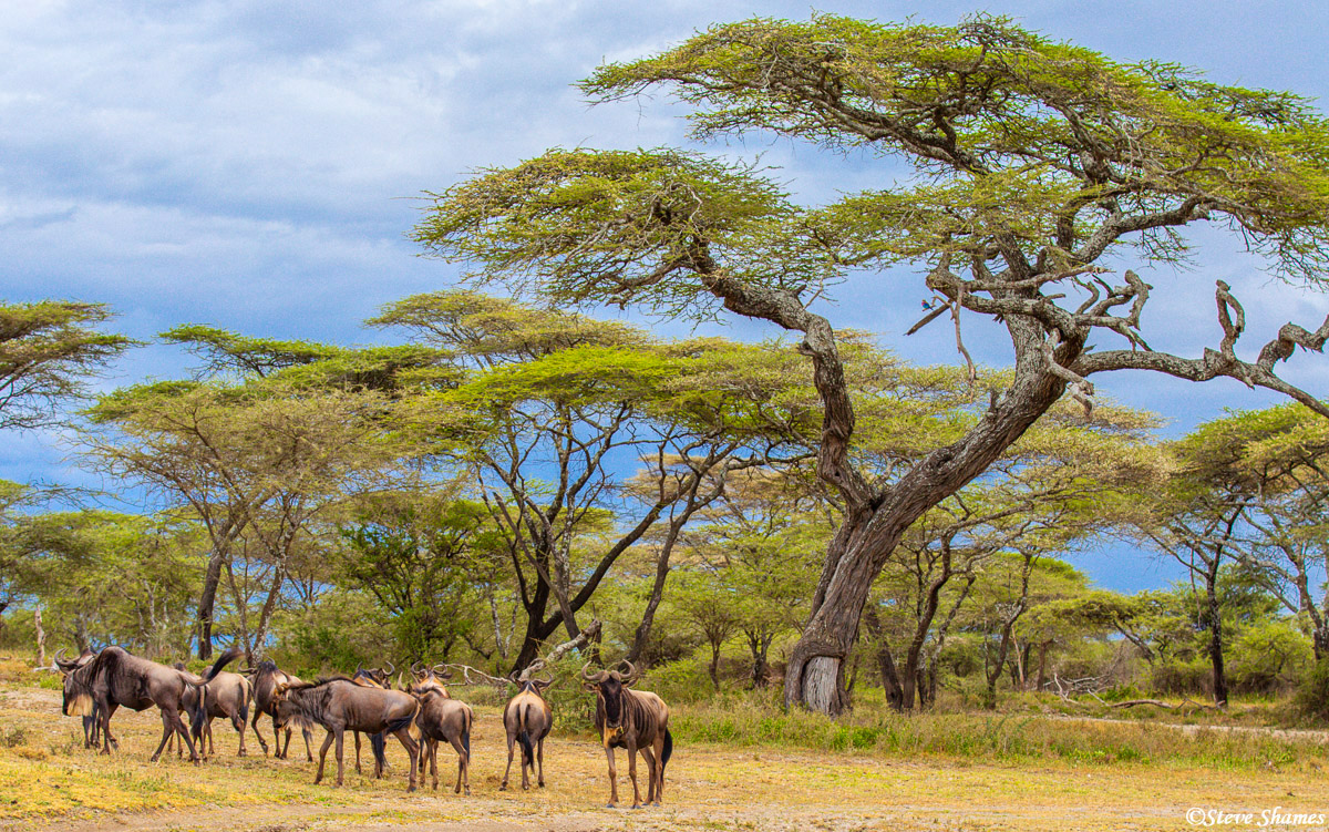 Scene at the Serengeti.