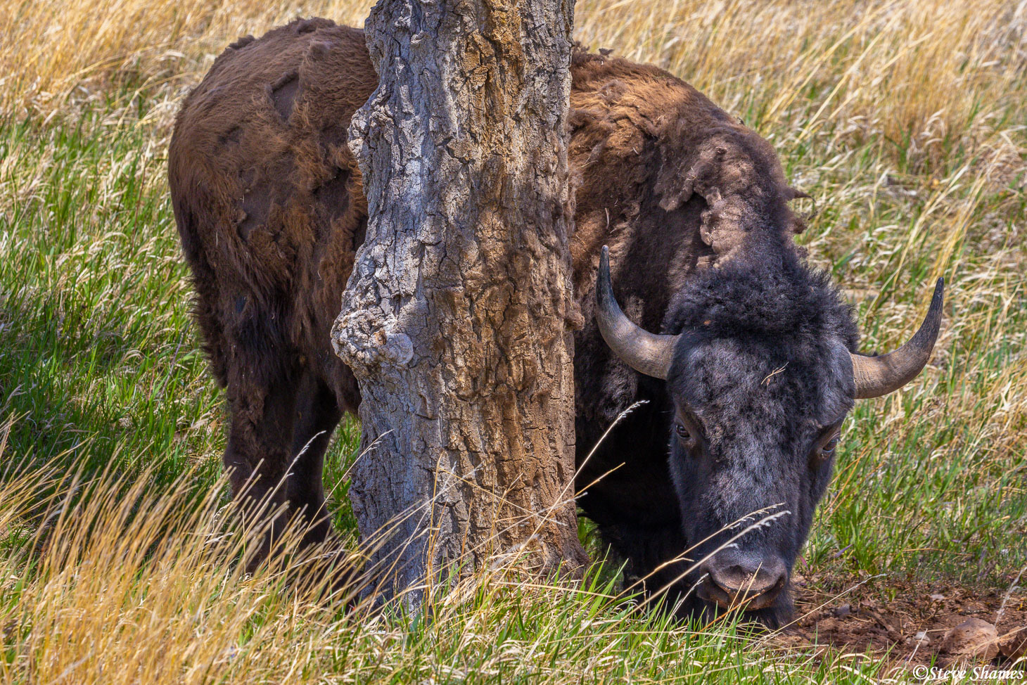 A long horned bison in Wind Cave National Park.