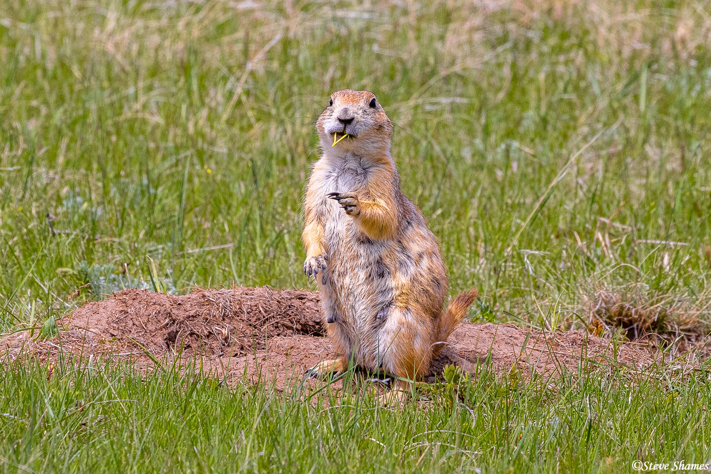 Along a hiking trail at Wind Cave National Park is a good sized prairie dog town. Here is one of the citizens.