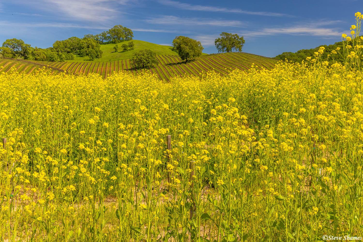 Wild mustard vineyard scene along Wooden Valley Road, which is just over the eastern hills from the Napa Valley.