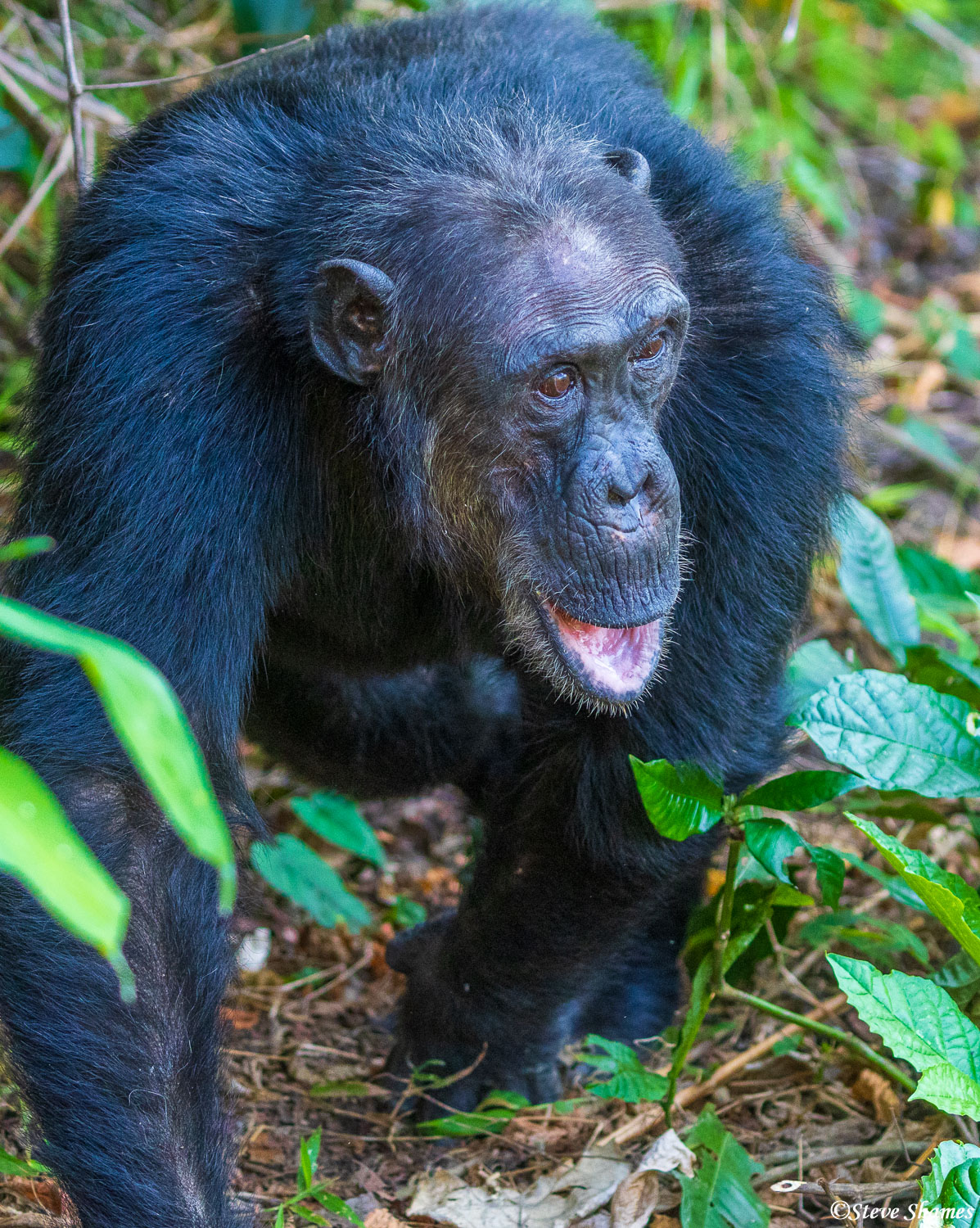 Yelling Chimp Mahale Mountains National Park, Tanzania, Africa