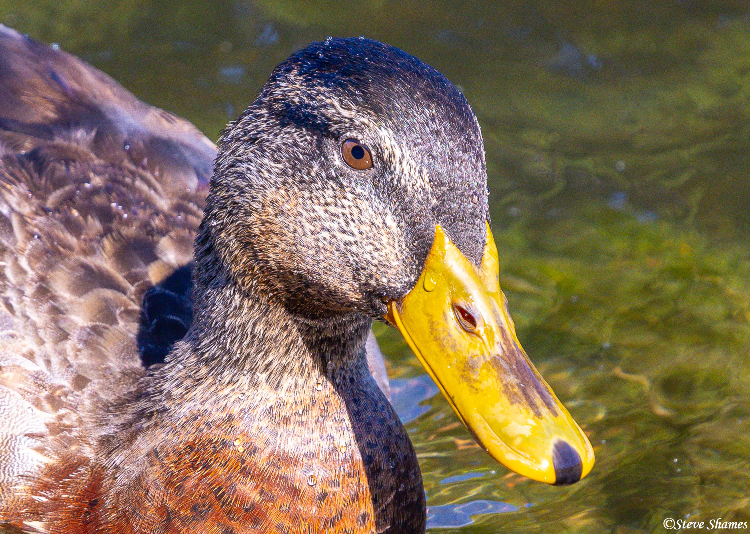These mallards have some very vivid yellow bills.