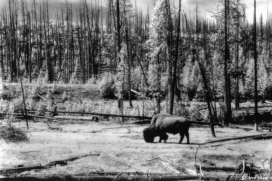 A bison roams a burnt out section of Yellowstone.