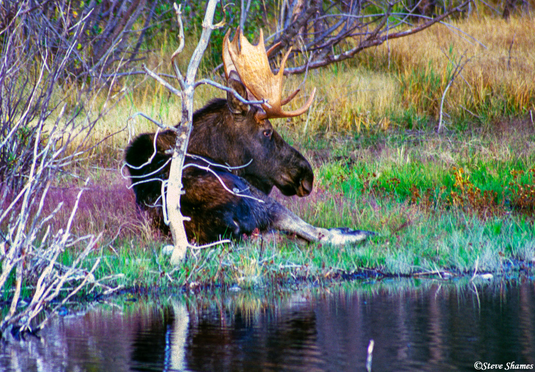 Here is a bull moose relaxing by the water. There are lots of deer and some elk around, but moose are not as common to see.