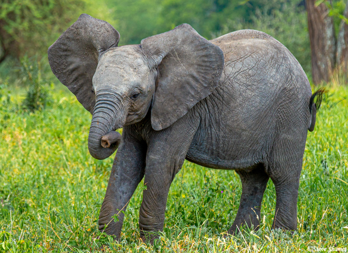 A young elephant takes on an interesting pose.