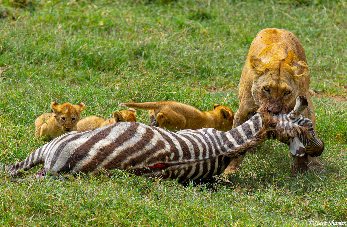 Here is the zebra the two lionesses had just recently killed, it was time to feed the cubs.