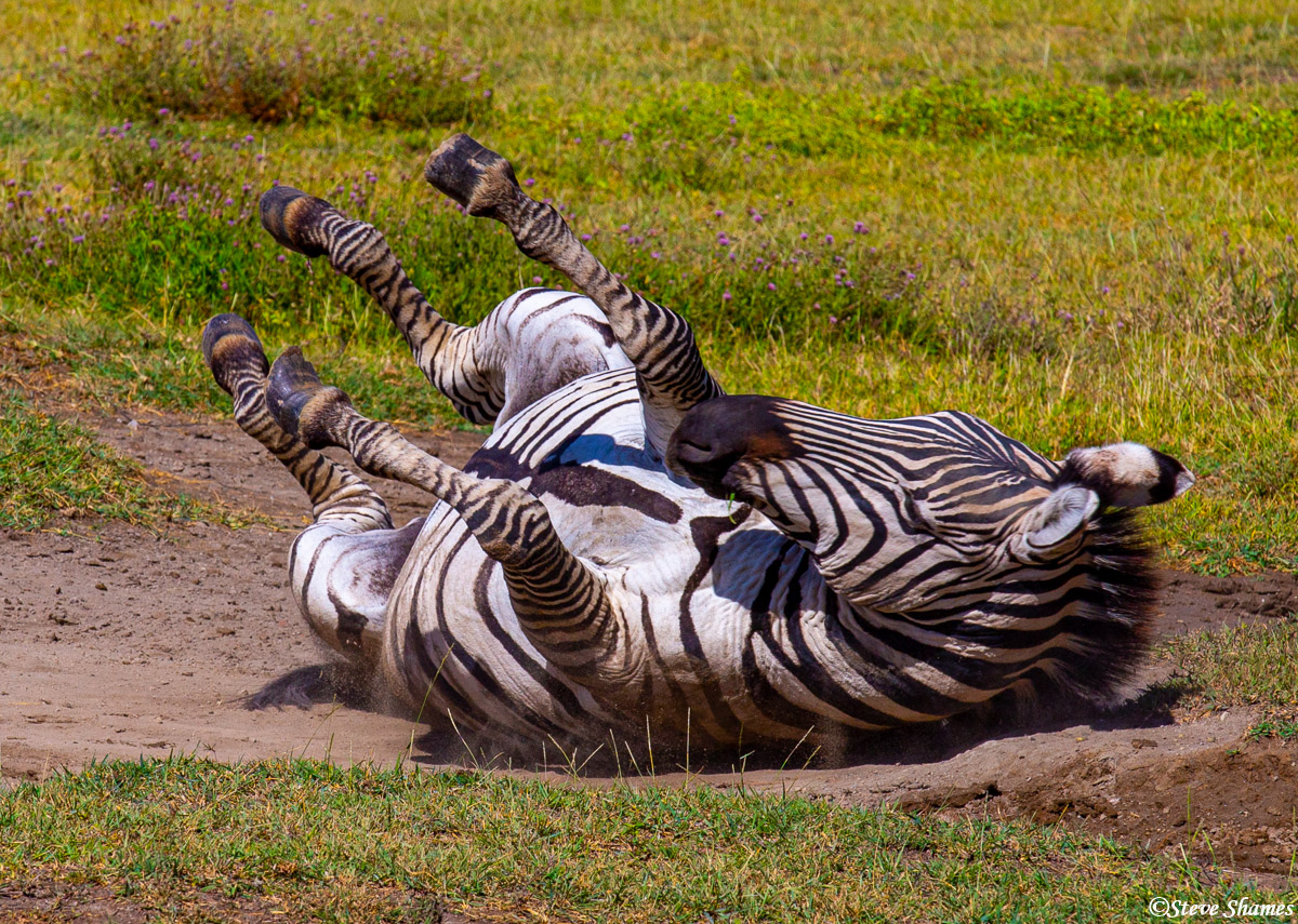 The zebras like to roll around in the dirt.