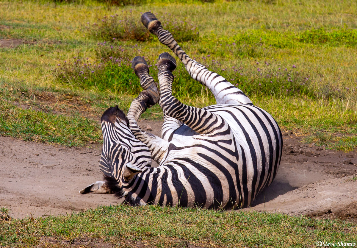 Zebras in the Ngorongoro Crater loved to roll around in the dirt.