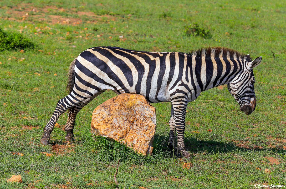 Here is a zebra scratching its belly on a rock.