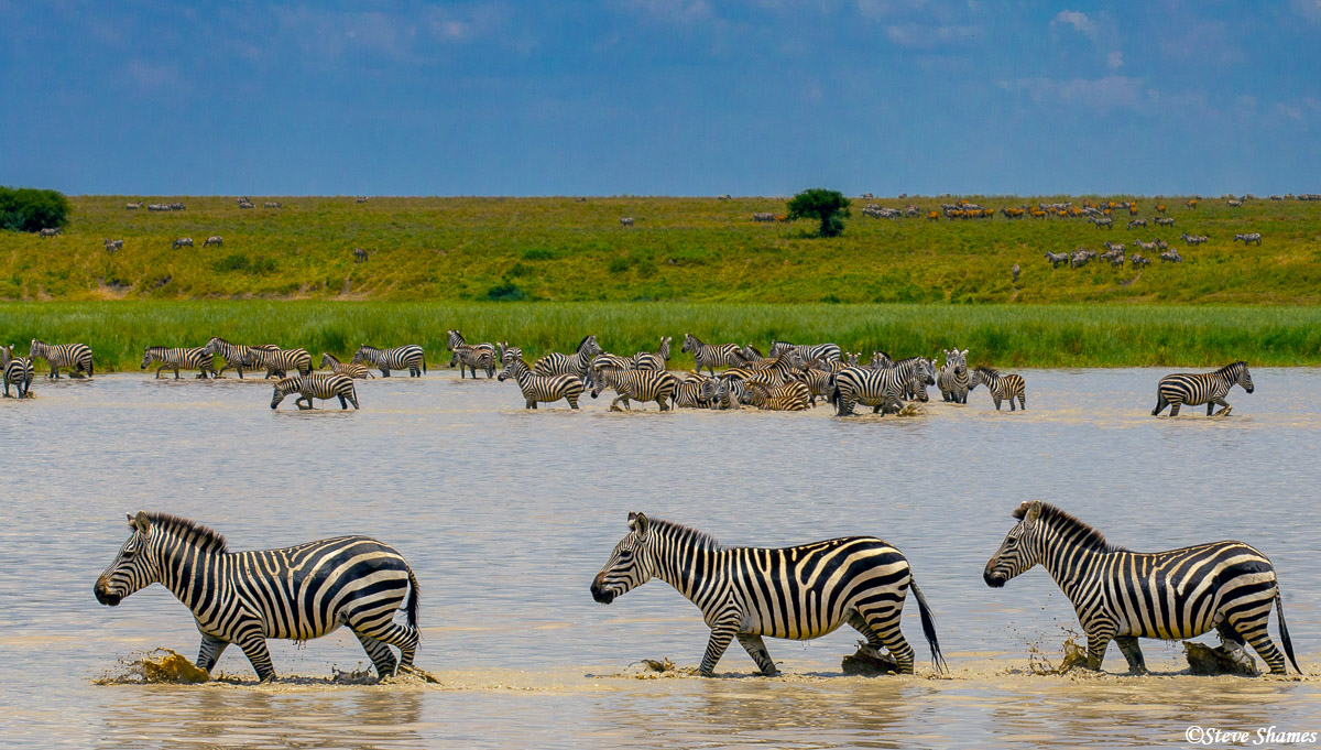 Zebras wading across a shallow lake.