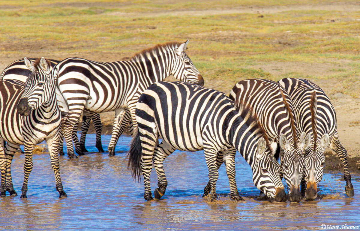 Zebras having a drink.
