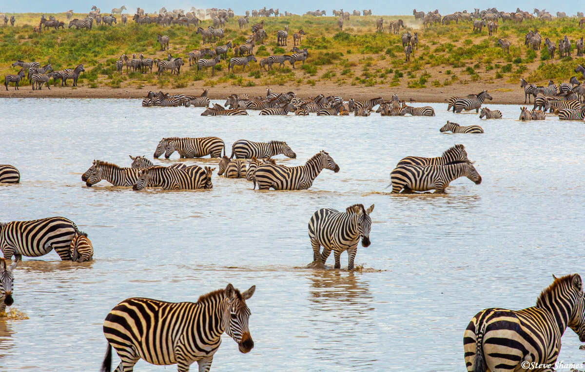 Just nonstop zebras coming over the little hill and into the waterhole.