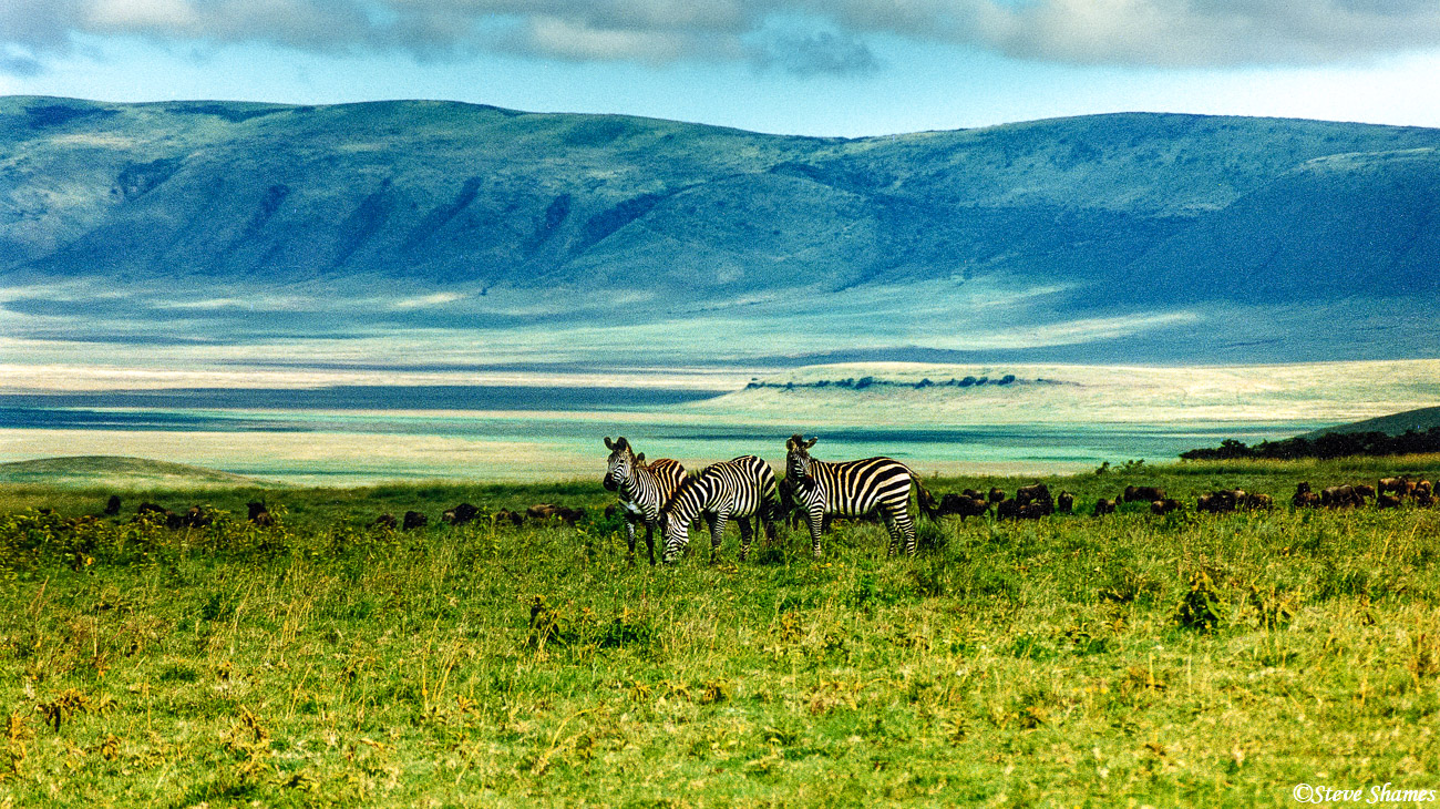Zebras on the rim of the Ngorongoro Crater.