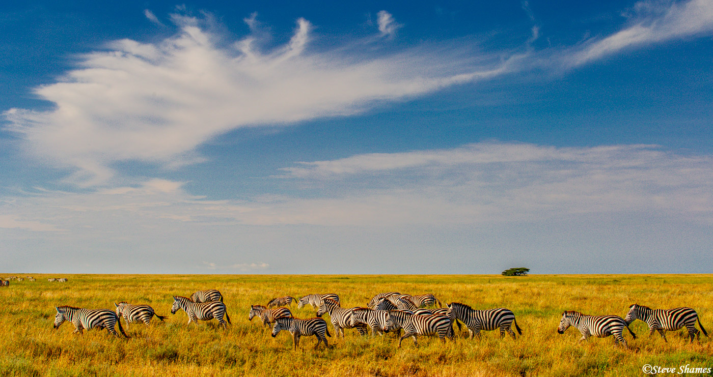 Serengeti zebras under a great African sky.